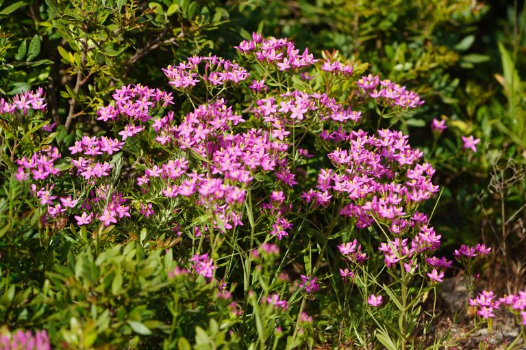 Tavžentroža, Centaurium erythraea
