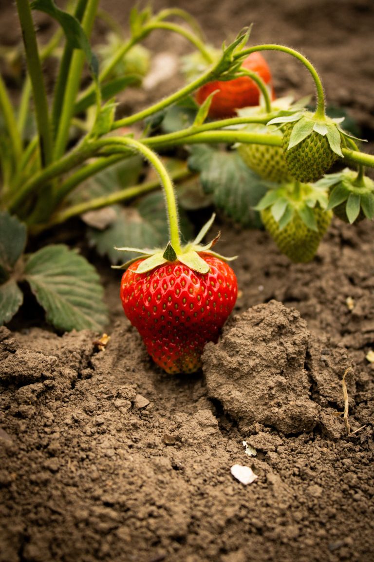 jagode