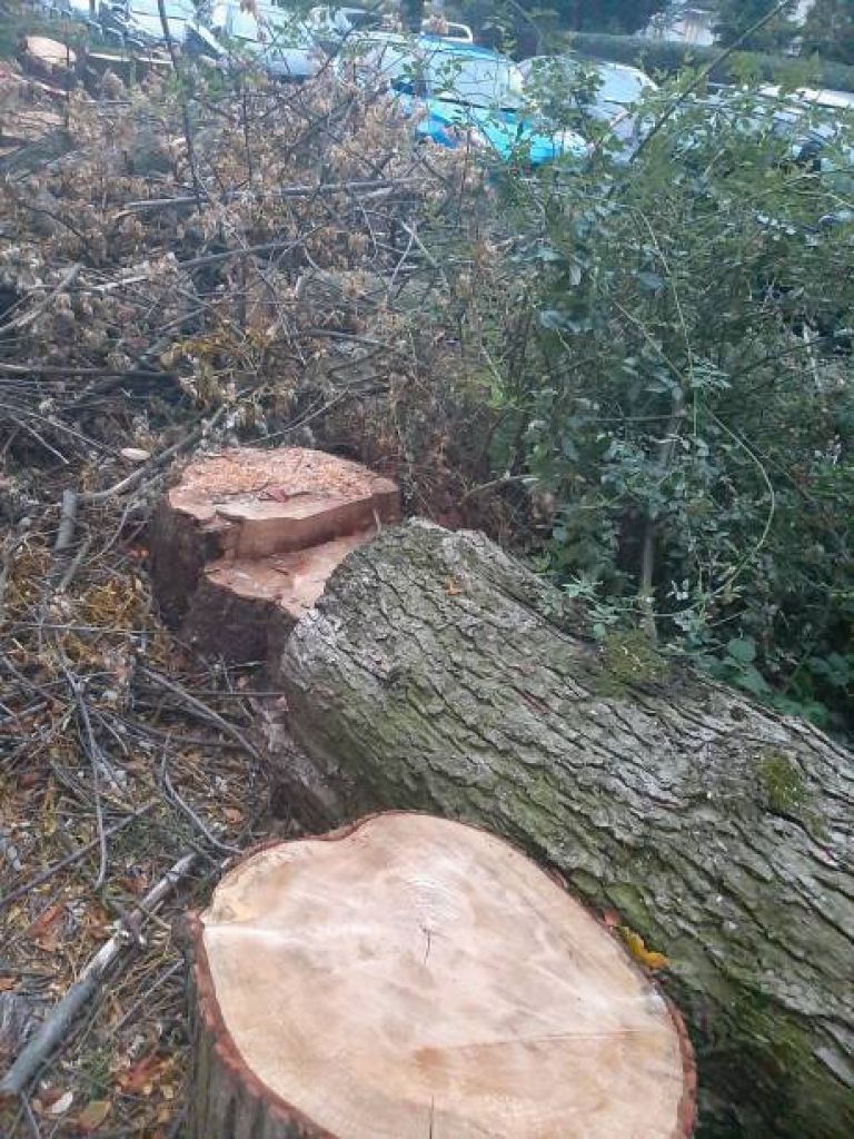 podiranje drevja.jpg