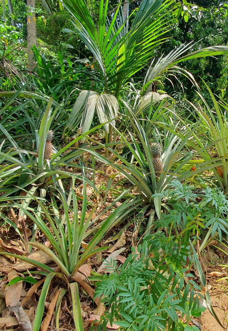 ananas
