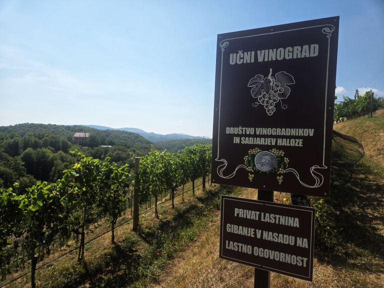 EK_ucni vinograd.jpg