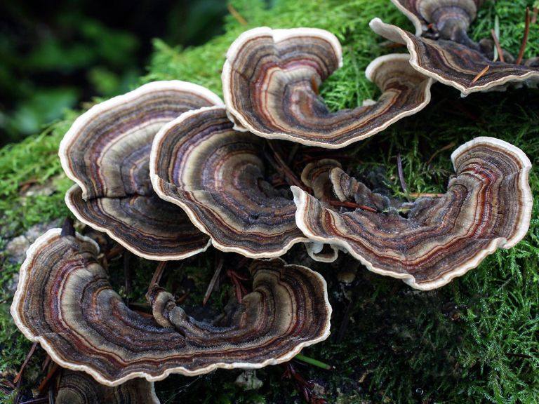 PISANA PLOSKOCEVKA.jpg