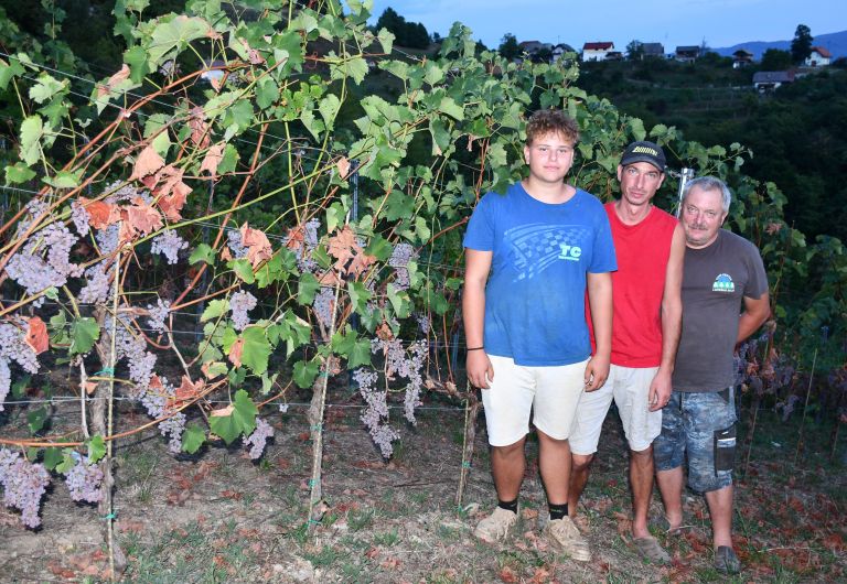 Dedek Janez, prevzemnik Robert in vnuk Matic Pleško v svojem vinogradu v Grčevju