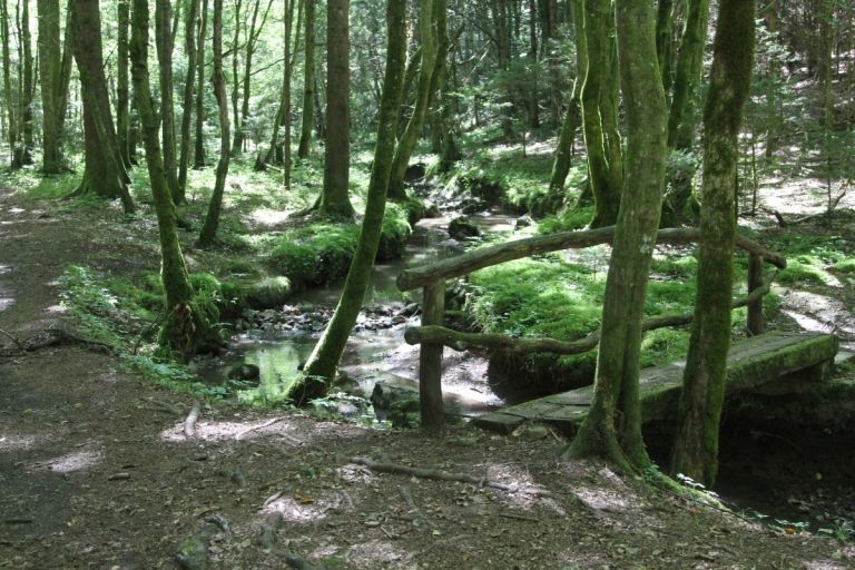 Pravljično lepa pot skozi gozd pod Machovim hribom ob meandrih Slatenskega potoka