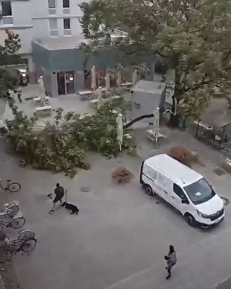 drevo ljubljana vihar.jpg