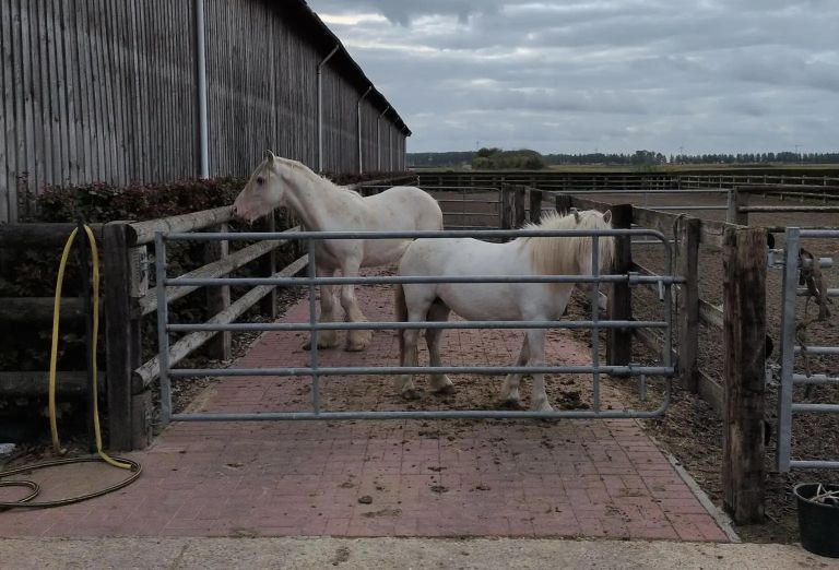 260910-horse-trafficking-scheme-2.jpg