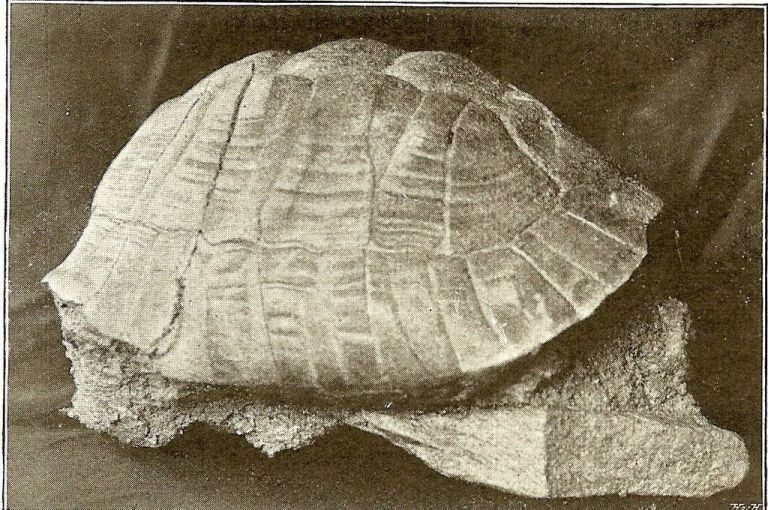7) ''lobanja'', ki jo je dr. Mantuani odnesel v muzej; Carniola 1911.jpg