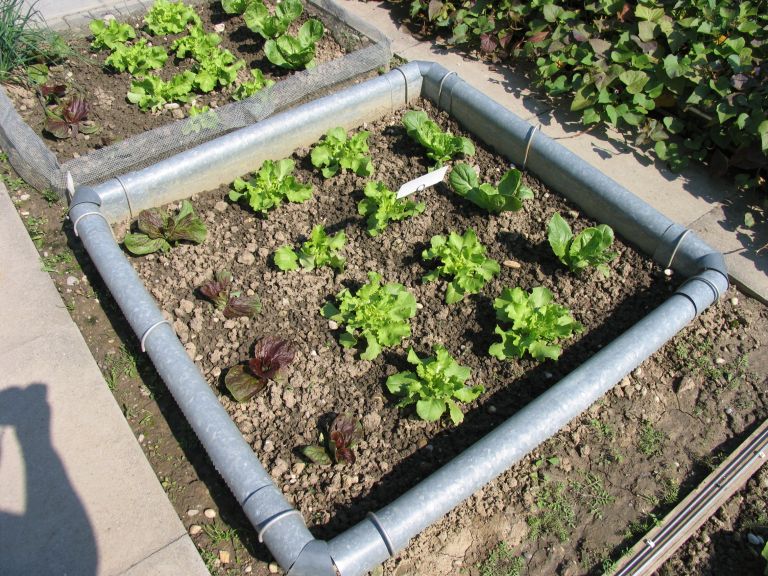 Miša1.JPG