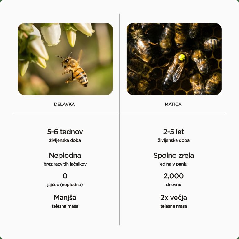 Ni med je maticni mlecek - primerjava čebel - comp.png