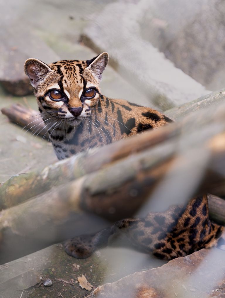 Tilcayo_tiger_cat.jpg