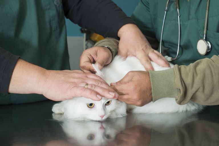 veterinar, mačka