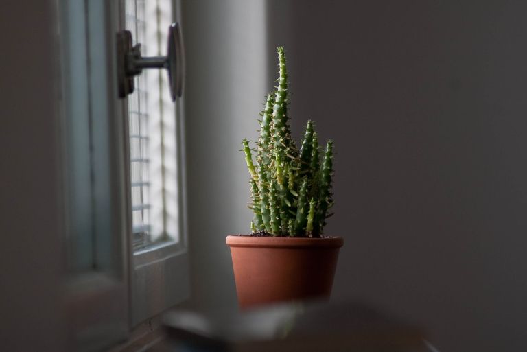 hassanalarady-cactus-5434469.jpg