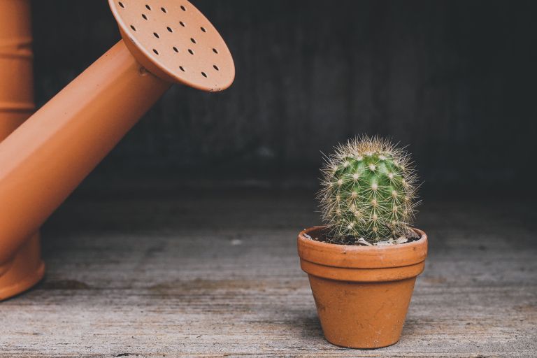 suju-foto-cactus-4161380.jpg