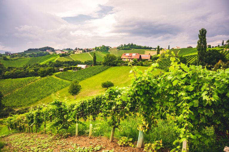 Špičnik pri Svečini