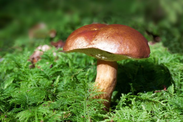 gobe, gobarska-sezona, inspekcija