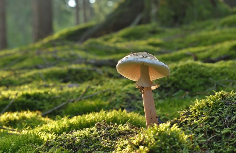 gobe, gobarska-sezona, inspekcija