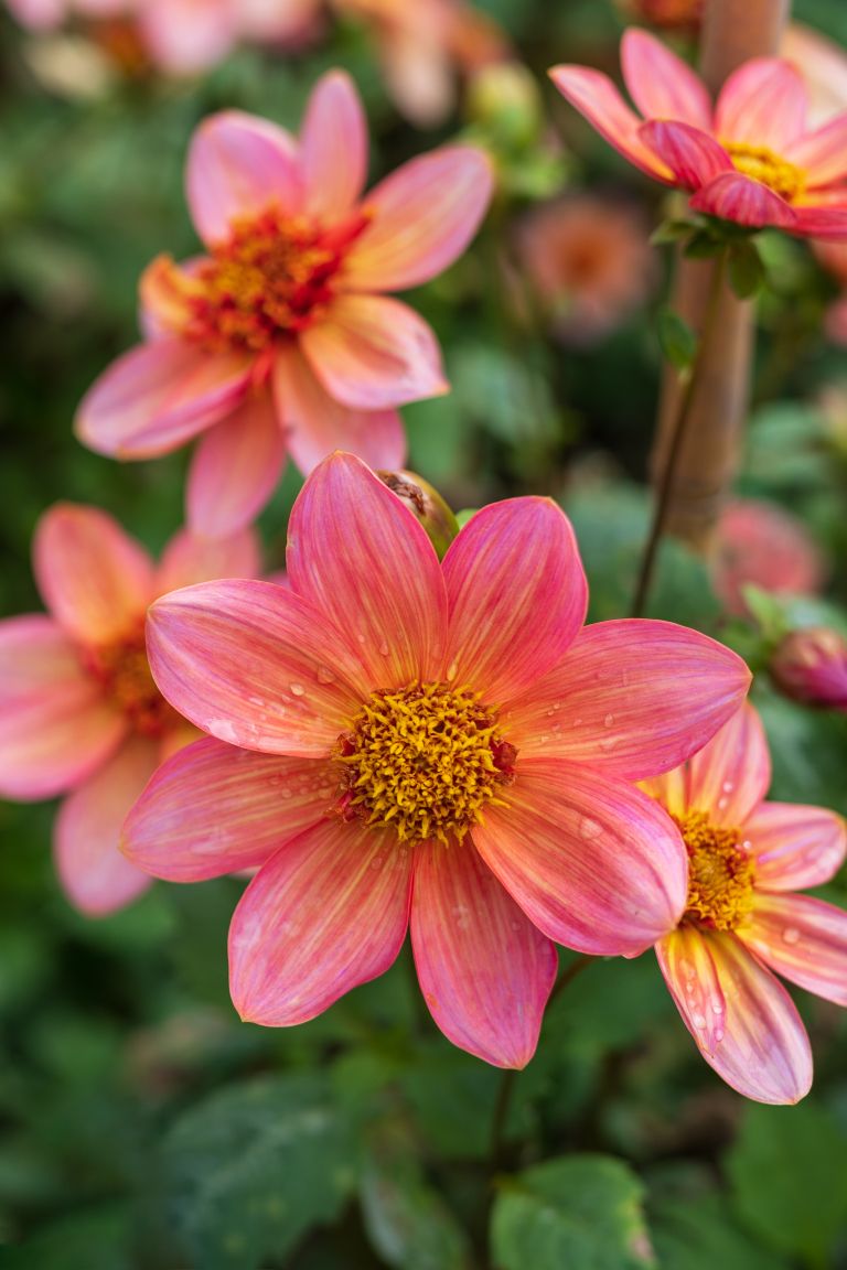 dalija 'Totally Tangerine'