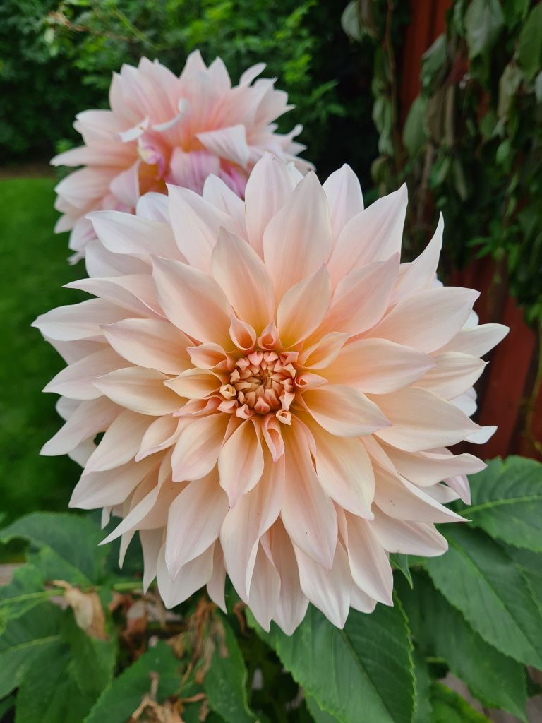'Café au Lait'  dalija