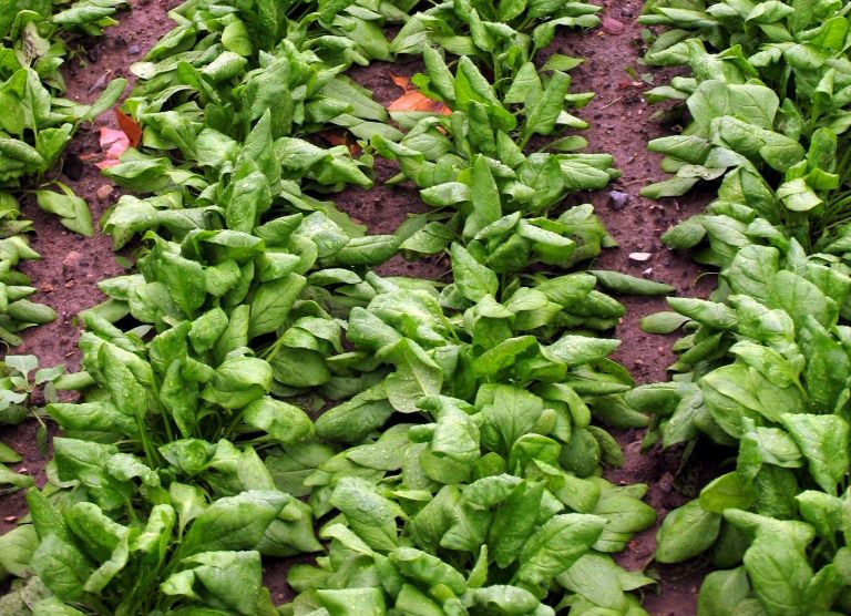 spinaca