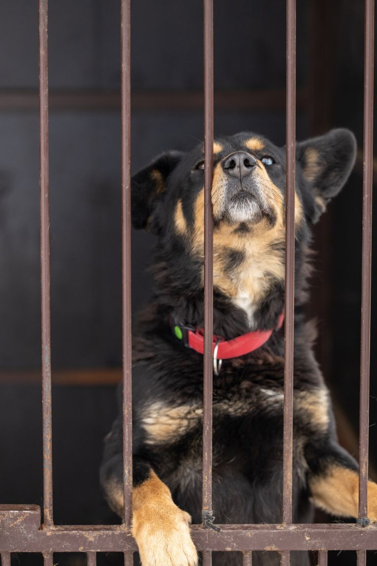 -dog-7770420.jpg