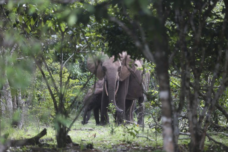 matt-shirley, krokodili, gabon, raziskovanje, afrika, evolucija