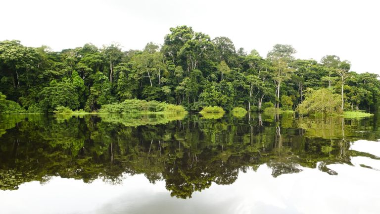 matt-shirley, krokodili, gabon, raziskovanje, afrika, evolucija
