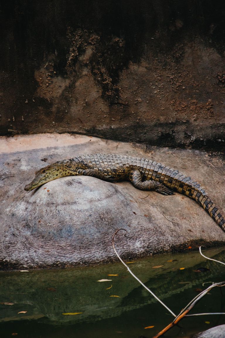 matt-shirley, krokodili, gabon, raziskovanje, afrika, evolucija
