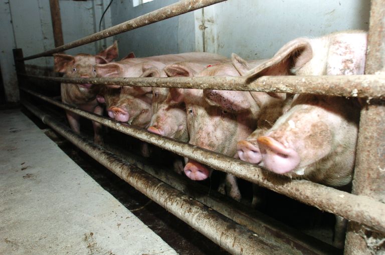 kmetijstvo, živinoreja, pridelava, hrana, samooskrba