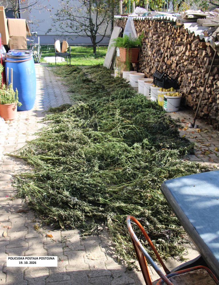 konoplja, zaseg, postojna