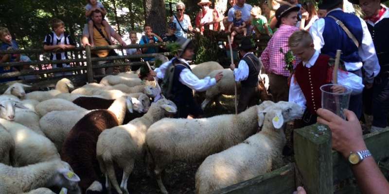 Tradicionalni ovčarski bal vabi v nedeljo!