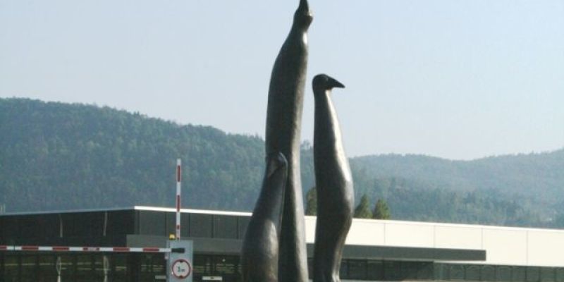 sive vrane vrhnika.JPG