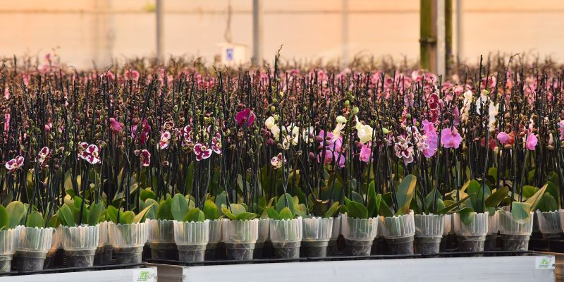 dobrovnik, dan-odprtih-vrat-ocean-orchids-tropski-vrt