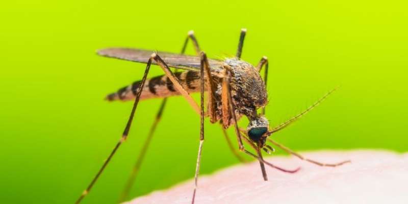 Kako se s komarji spopadajo znani Slovenci?