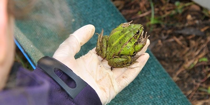 krajinski-park-goričko, dvoživke, krašči
