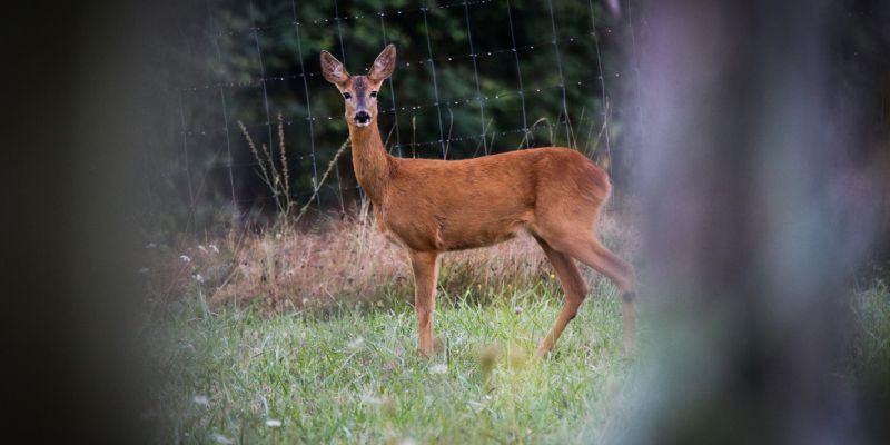 jesen, narava, divjad, utrinki