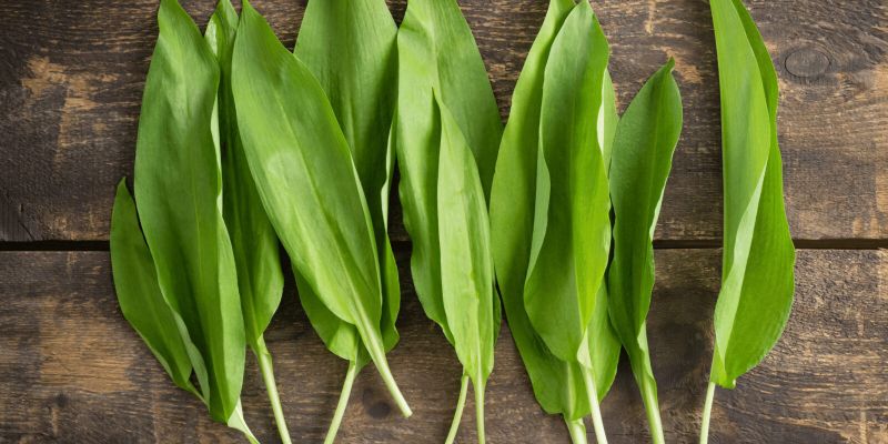 microgreens-masterclass-7.jpg