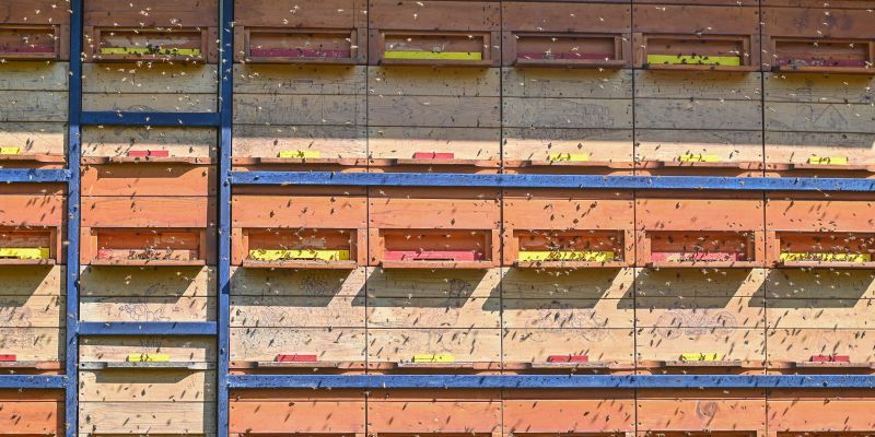 simbolična, čebele, priloga-slovenske-počitnice, apiturizem