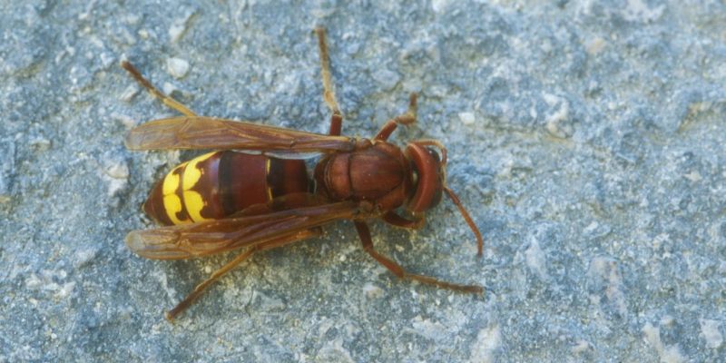 Vespa orientalis, orientalski sršen