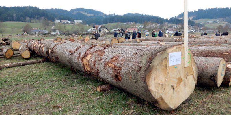 licitacija smreka hlod