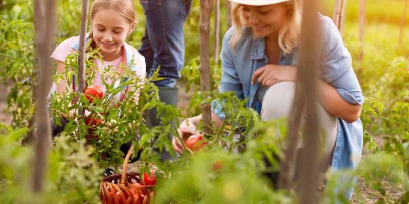 nabiranje paradižnika