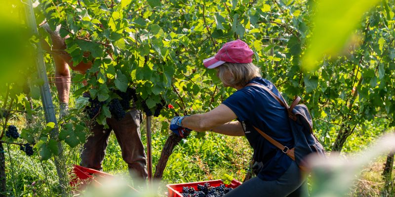 trgatev, vino, grozdje, vinogradi, simbolična