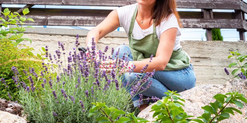 balkonsko-cvetje, ureditev-vrta