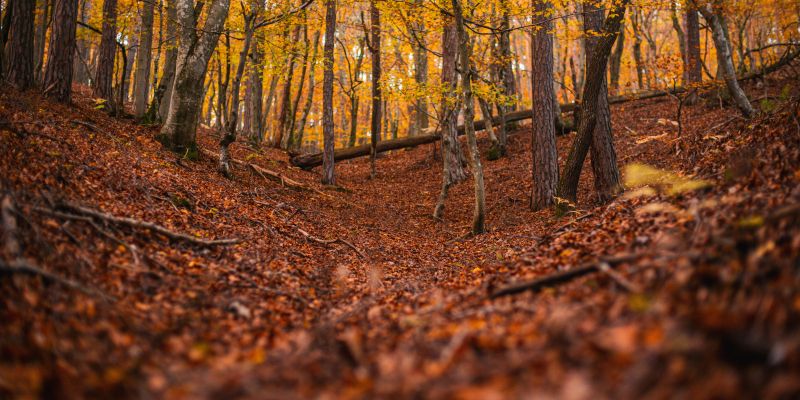 simbolična, gobe, goba, jesen, listje, narava, gozd, podrast, listi