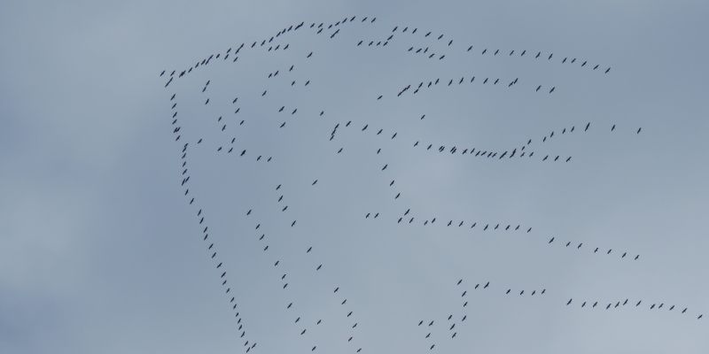 žerjavi_foto-Urša Očko (2).JPG