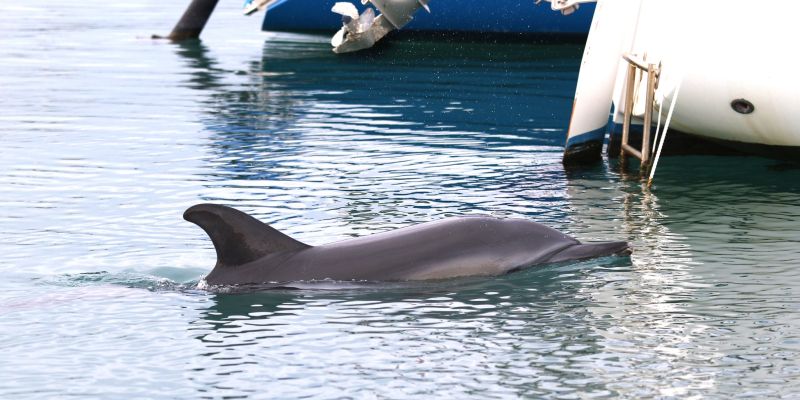 delfin, slovenska obala, Morigenos