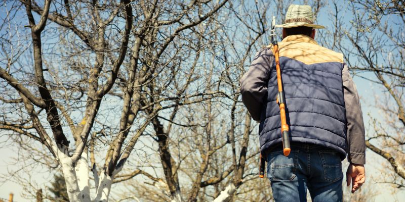 rez sadnega drevja pomlad