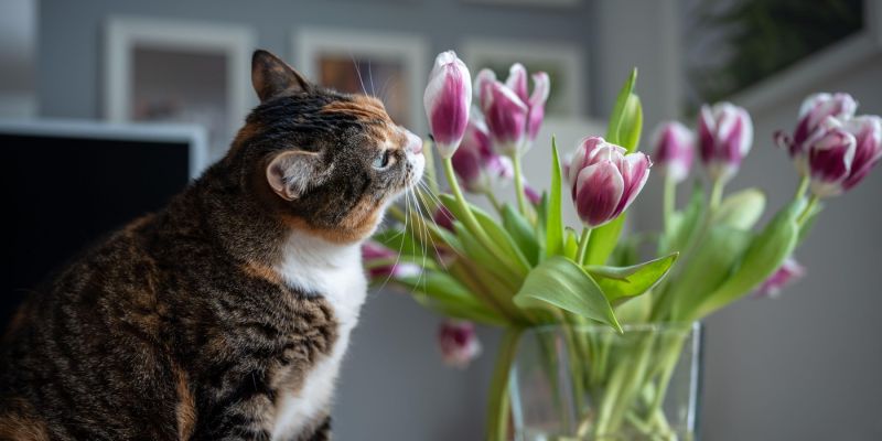 pes, mačka, sobne-rastline