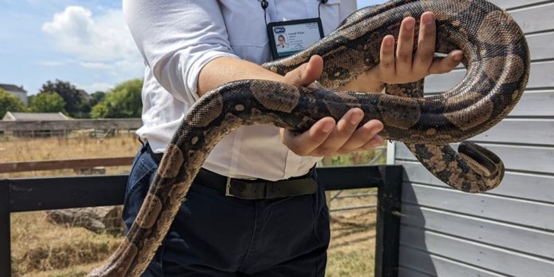 navadni udav kača  Boa constrictor