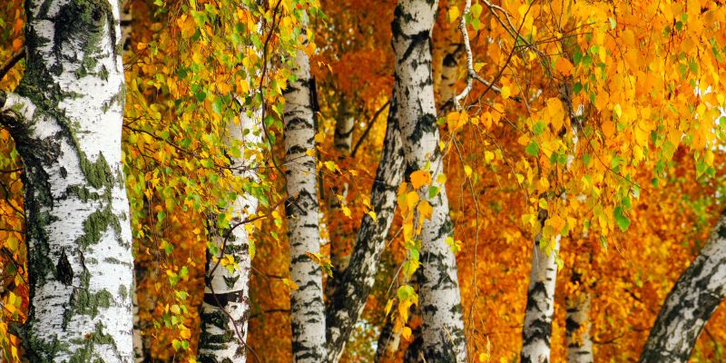 drevesa shutterstock (4).jpg