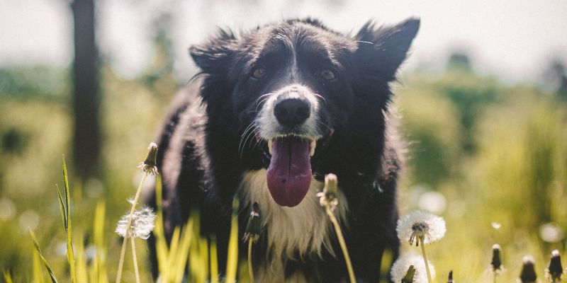 simbolična, pokončna, pes, psi, žival